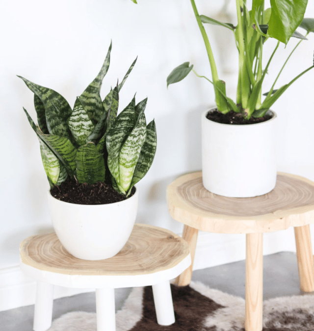 DIY PLANT STANDS FROM WOOD!