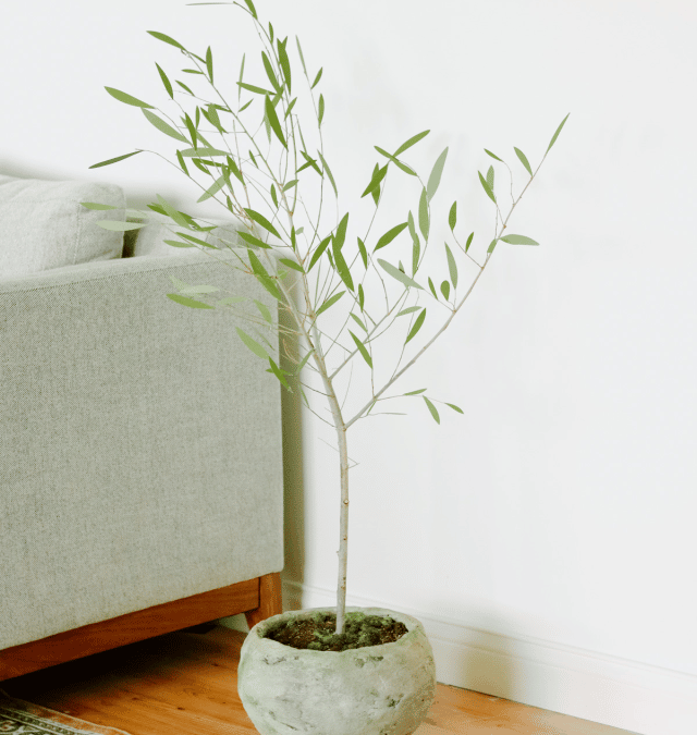 FAUX OLIVE TREE